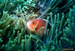 Anemonefish taken in Lighthouse Bay on the Ningaloo Reef.... by Natasha Tate 